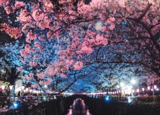 Hanami - As Cerejeiras do Japão