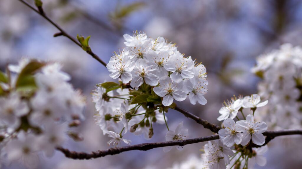 Hanami - As Cerejeiras do Japão